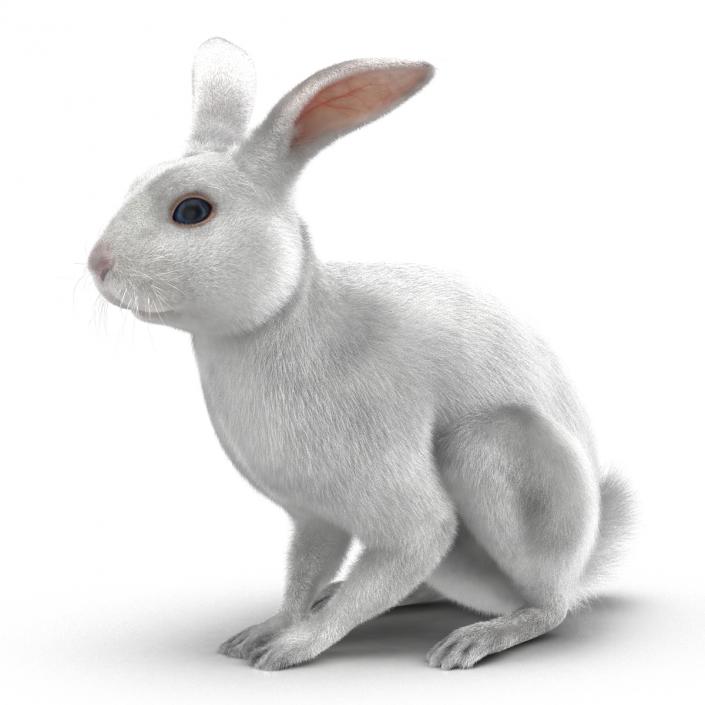 White Rabbit Pose 3 3D model