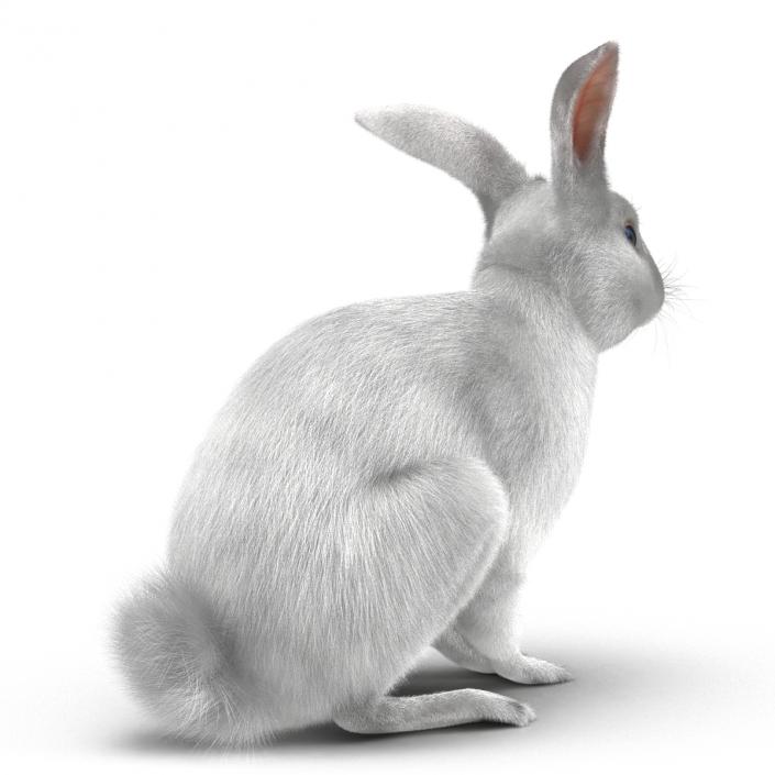 White Rabbit Pose 3 3D model