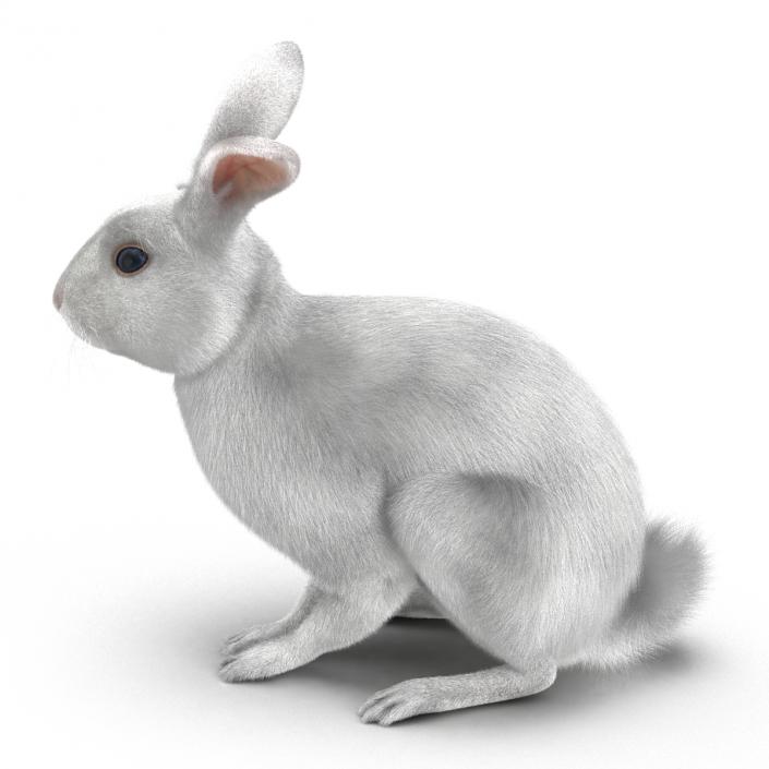 White Rabbit Pose 3 3D model