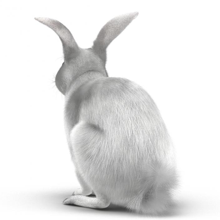 White Rabbit Pose 3 3D model