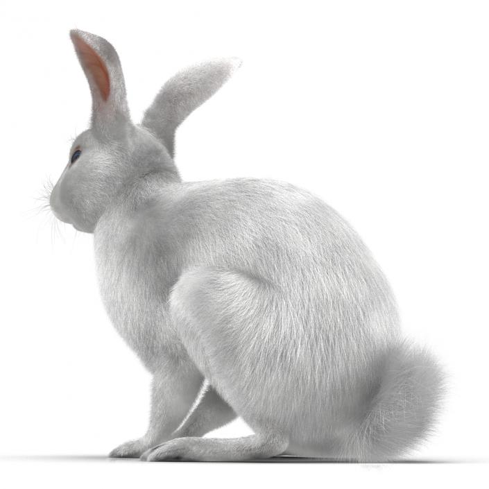 White Rabbit Pose 3 3D model