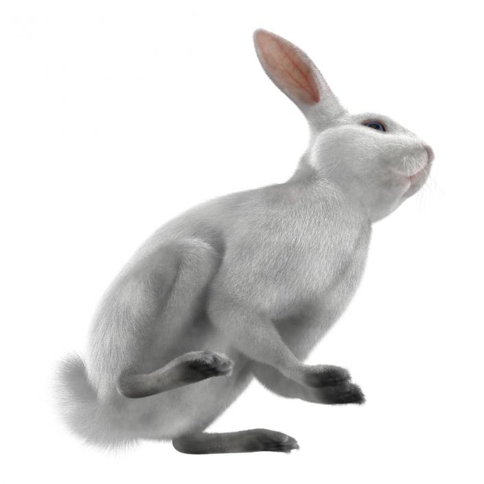 White Rabbit Pose 3 3D model