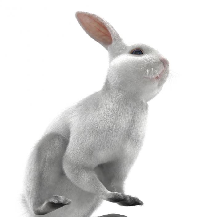 White Rabbit Pose 3 3D model