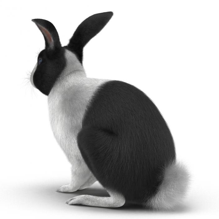 Black Rabbit Pose 3 3D model