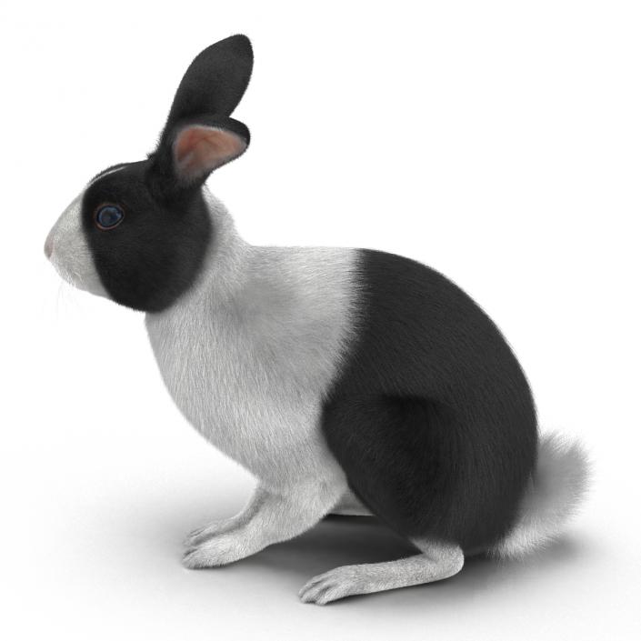 Black Rabbit Pose 3 3D model