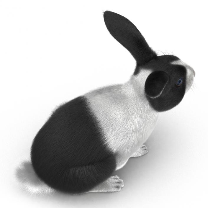 Black Rabbit Pose 3 3D model