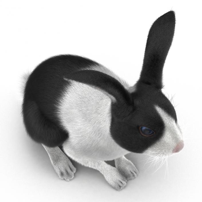 Black Rabbit Pose 3 3D model