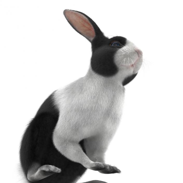 Black Rabbit Pose 3 3D model