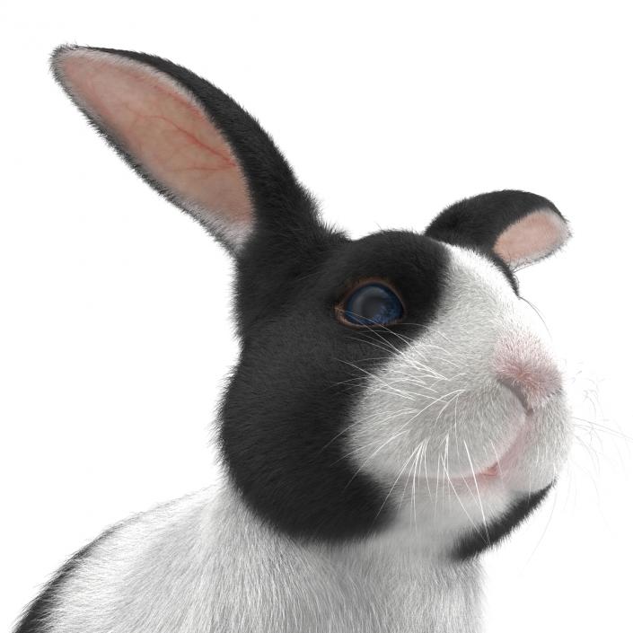 Black Rabbit Pose 3 3D model