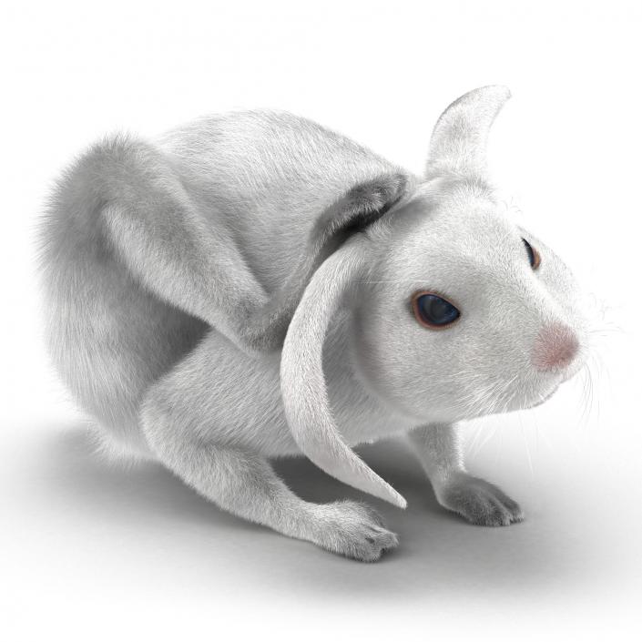 White Rabbit Pose 4 3D model