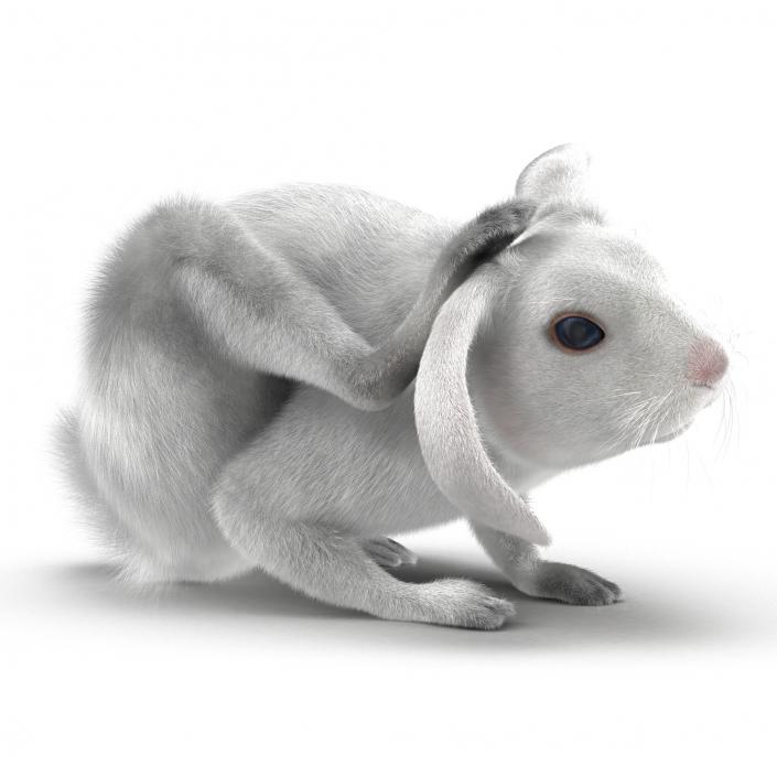 White Rabbit Pose 4 3D model