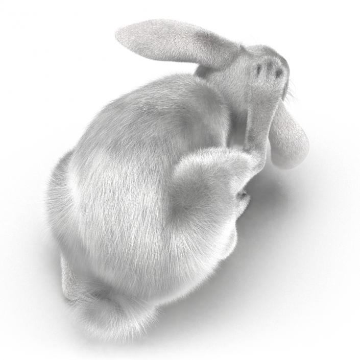 White Rabbit Pose 4 3D model