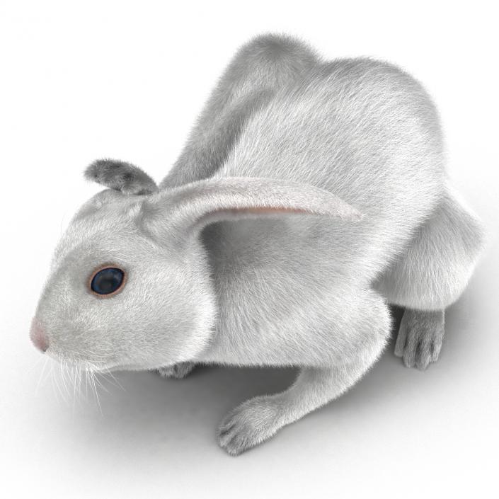 White Rabbit Pose 4 3D model