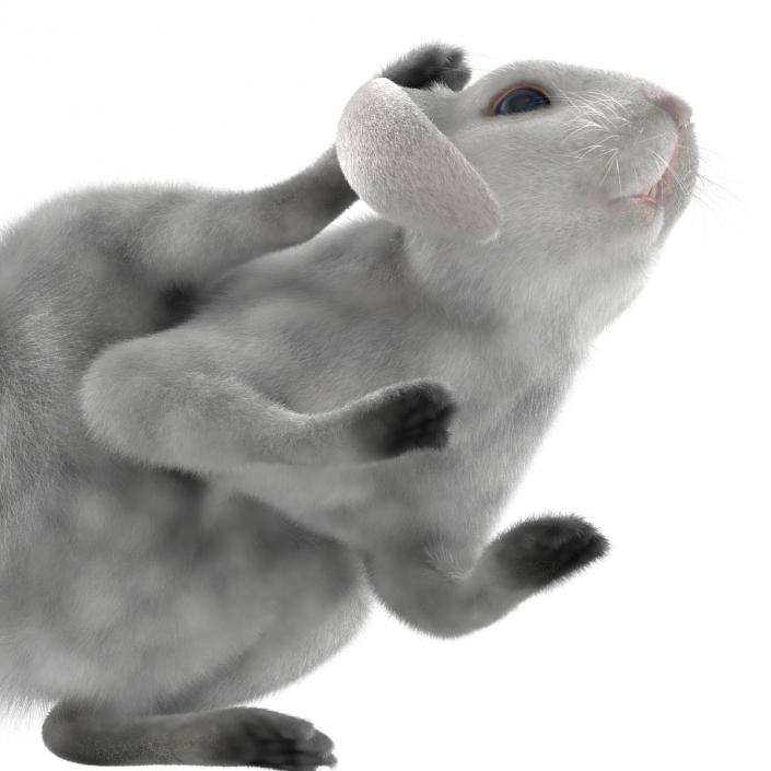 White Rabbit Pose 4 3D model