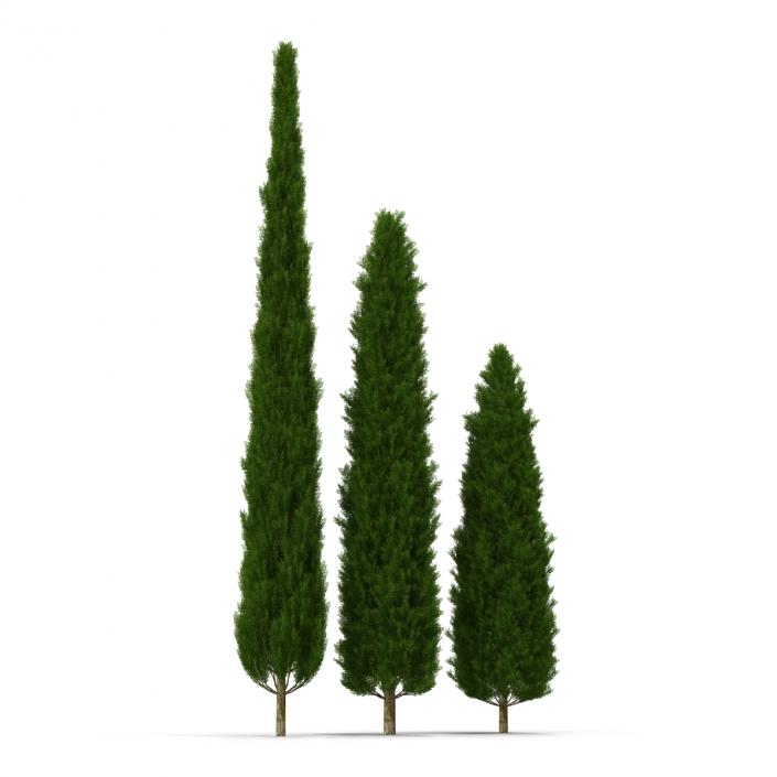 Cypress Trees Set 3D