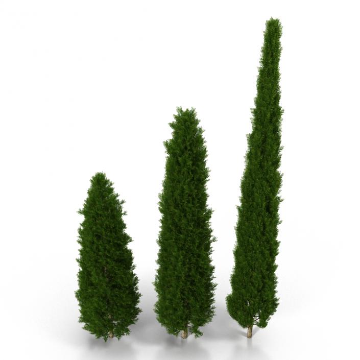 Cypress Trees Set 3D