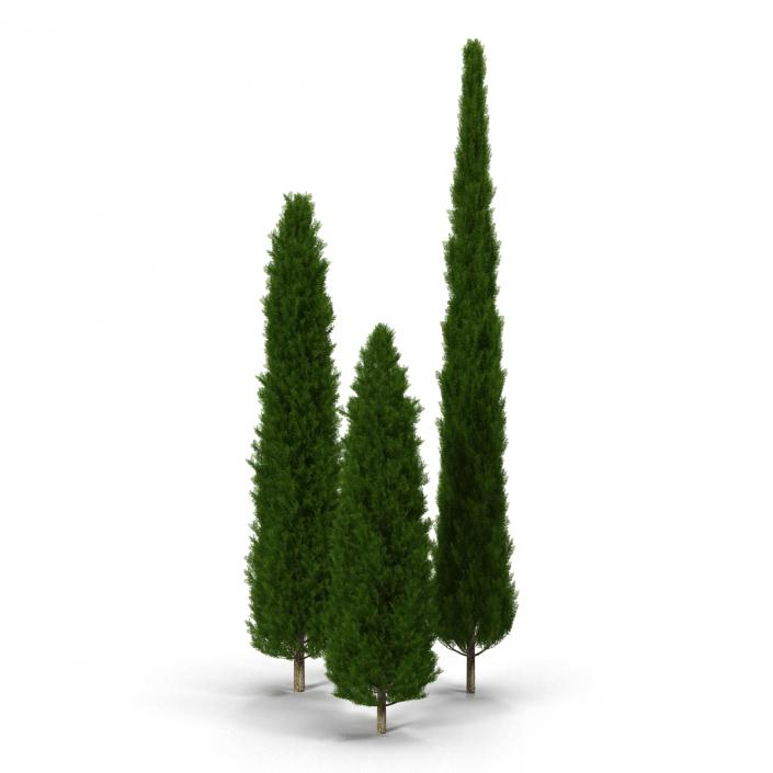 Cypress Trees Set 3D