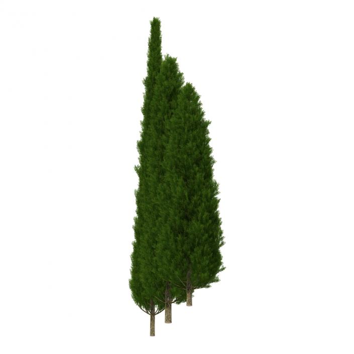 Cypress Trees Set 3D