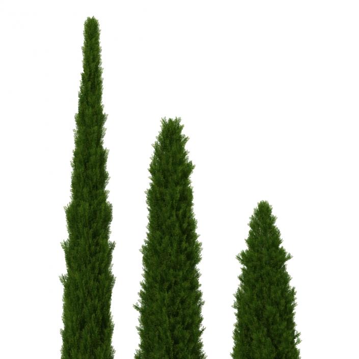 Cypress Trees Set 3D