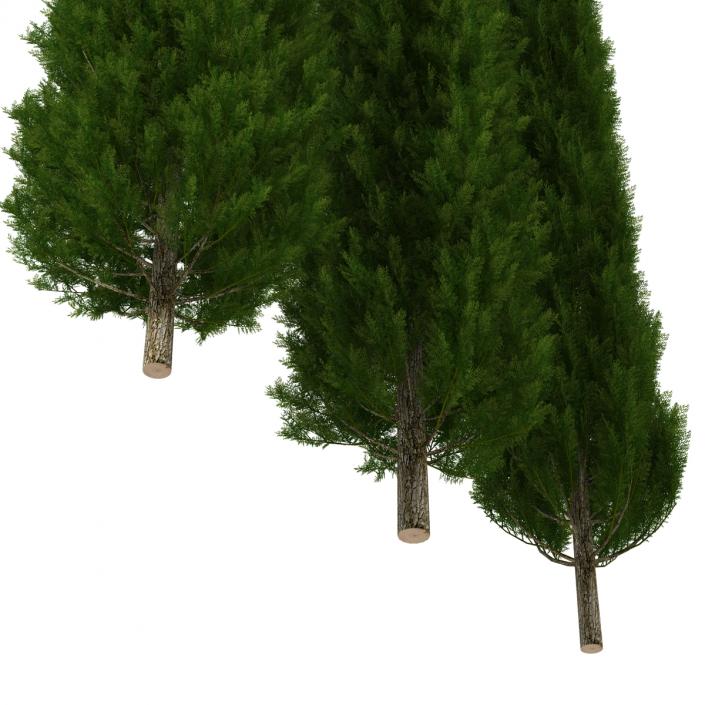 Cypress Trees Set 3D