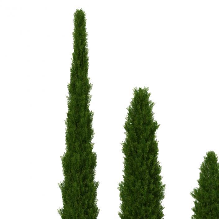 Cypress Trees Set 3D