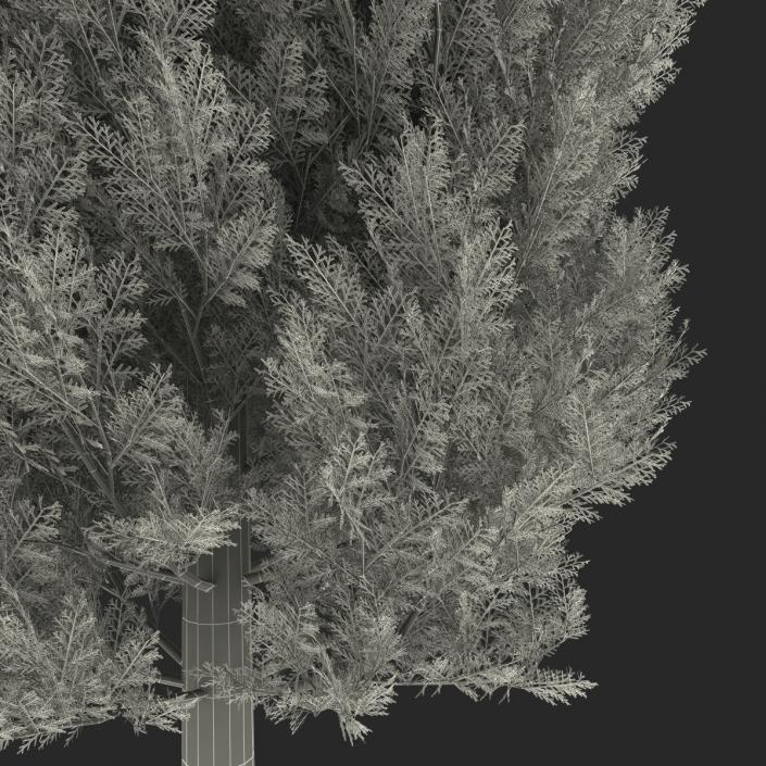 Cypress Trees Set 3D