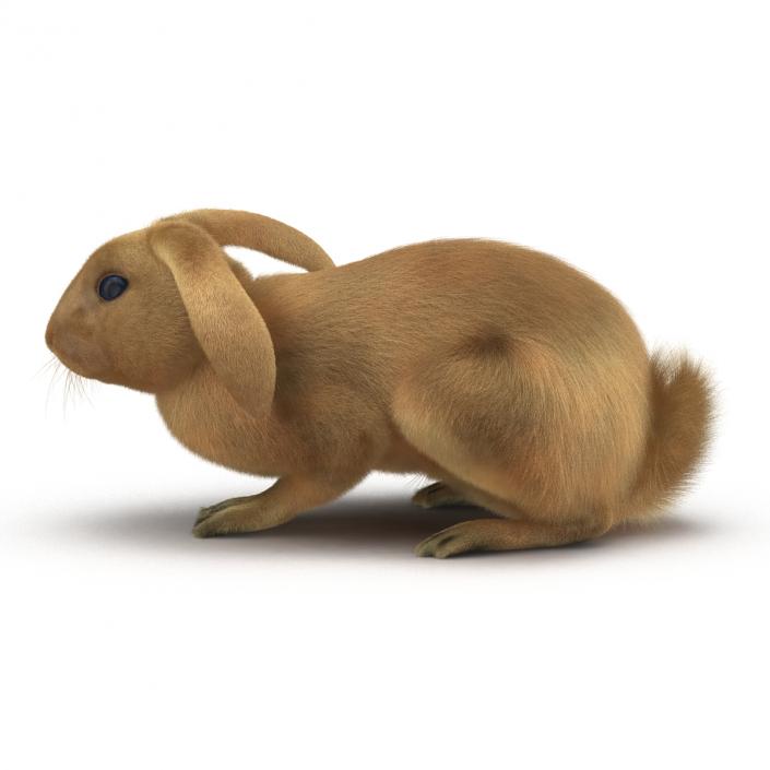 3D Rabbit Pose 2 model