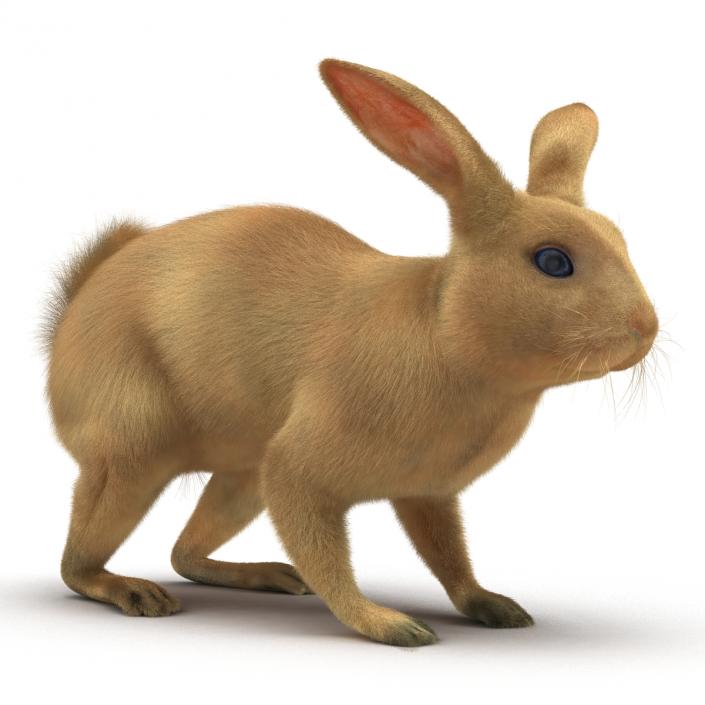 3D Rabbit Rigged model