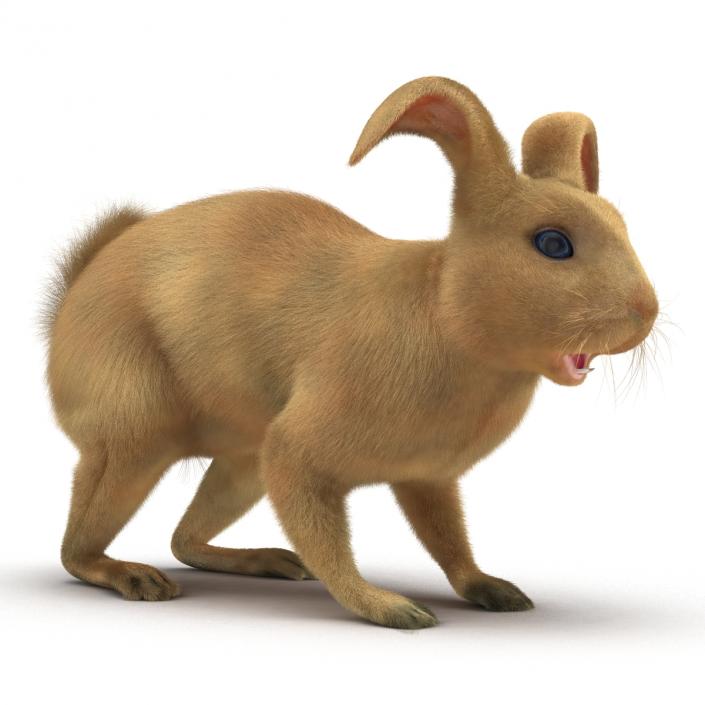 3D Rabbit Rigged model