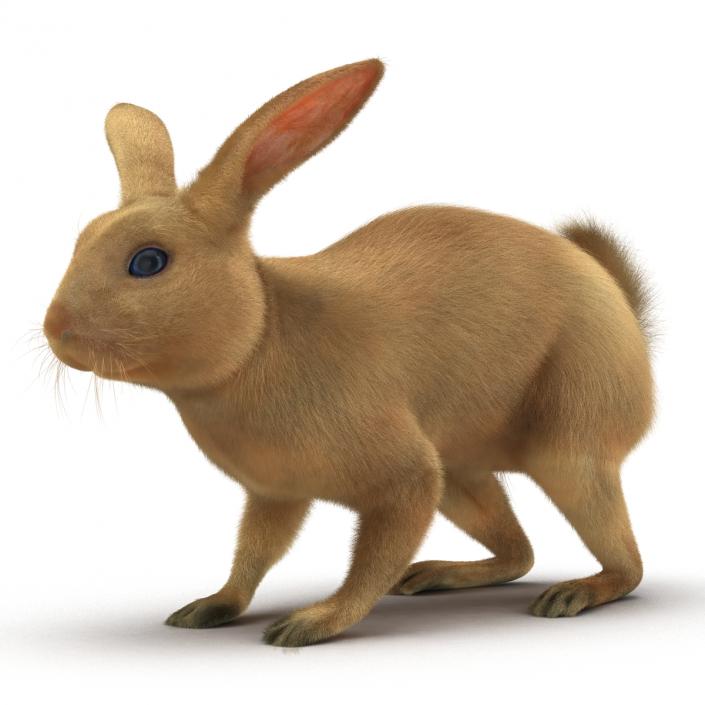 3D Rabbit Rigged model