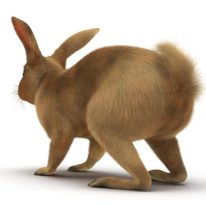 3D Rabbit Rigged model