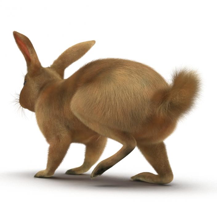 3D Rabbit Rigged model