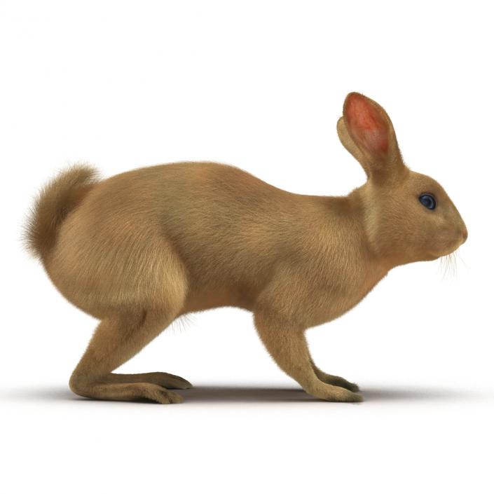 3D Rabbit Rigged model