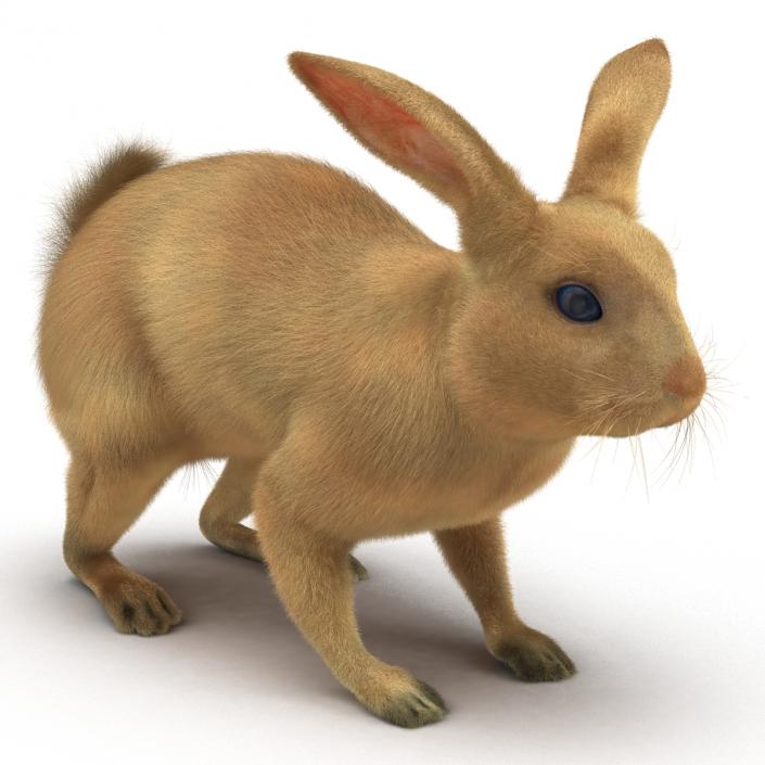 3D Rabbit Rigged model