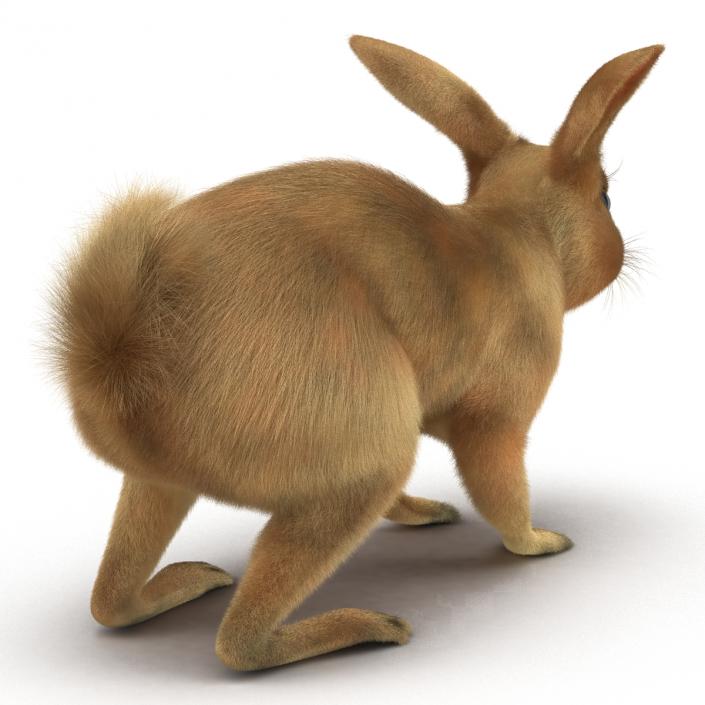 3D Rabbit Rigged model