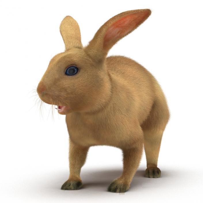 3D Rabbit Rigged model