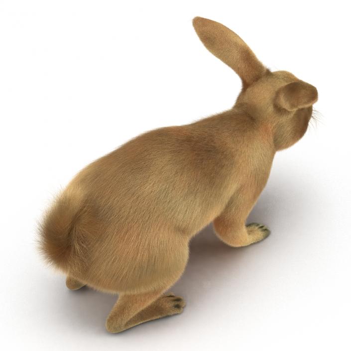 3D Rabbit Rigged model