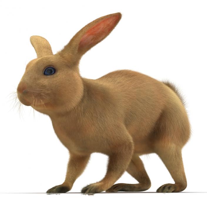 3D Rabbit Rigged model