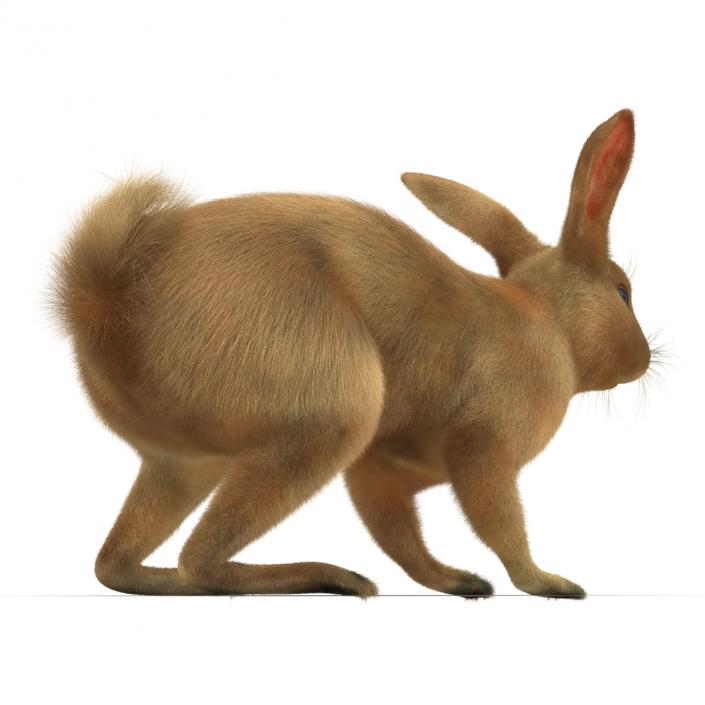 3D Rabbit Rigged model