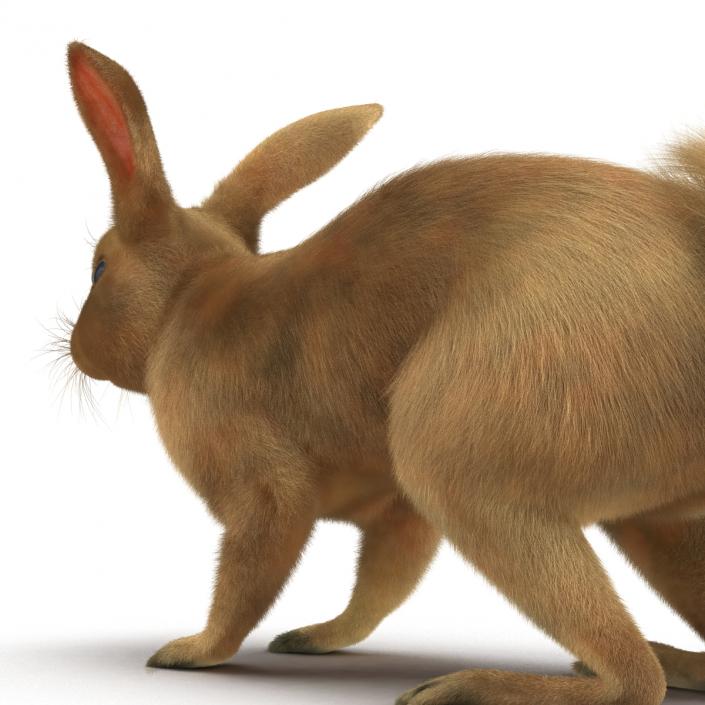 3D Rabbit Rigged model