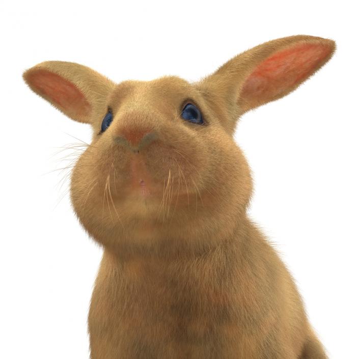 3D Rabbit Rigged model