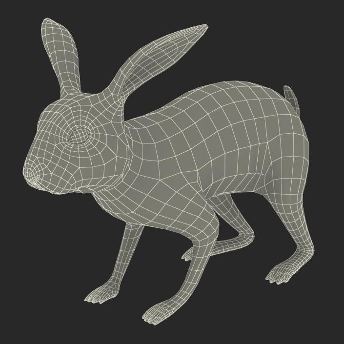 3D Rabbit Rigged model