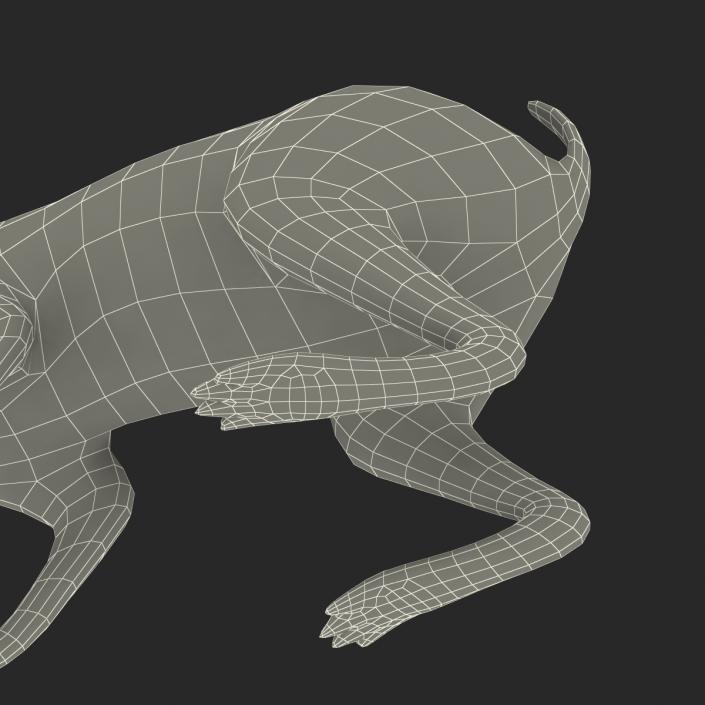 3D Rabbit Rigged model