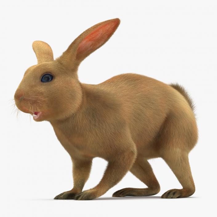 3D model Rabbit