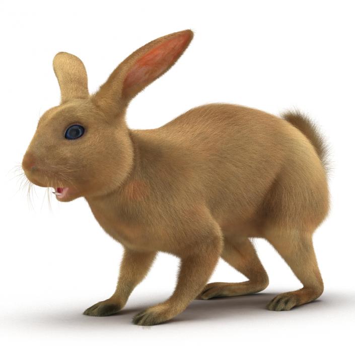 3D model Rabbit