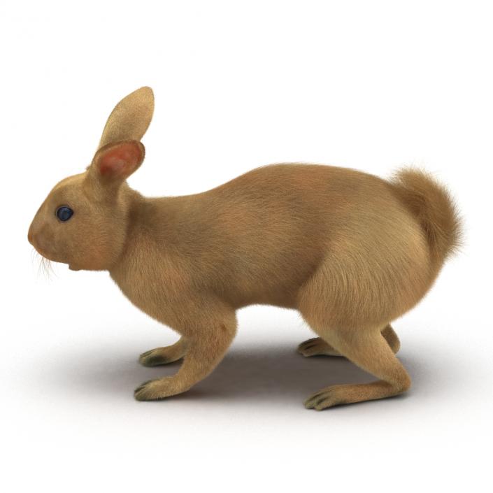 3D model Rabbit