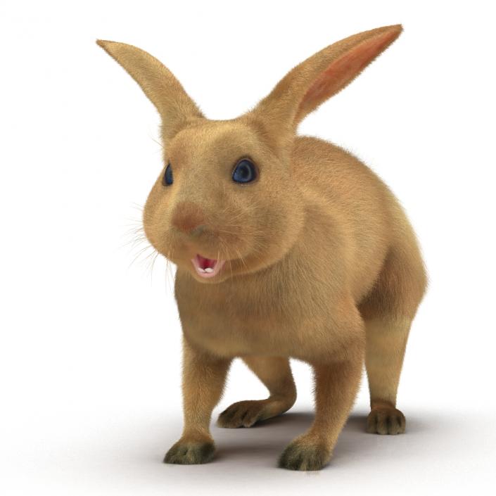 3D model Rabbit