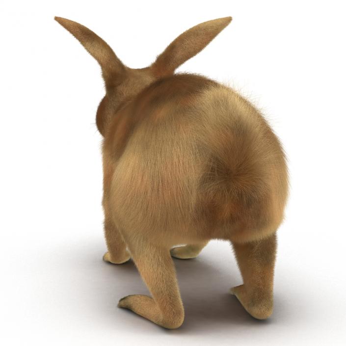 3D model Rabbit