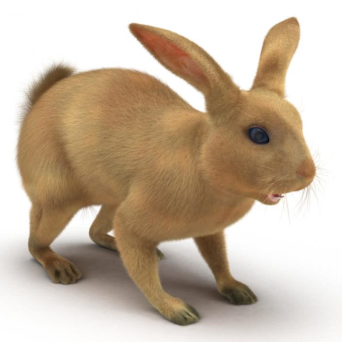 3D model Rabbit