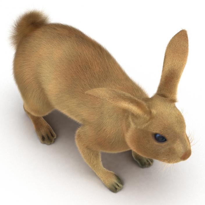 3D model Rabbit